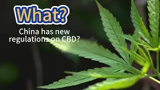 Interpretation of China’s new policy on CBD on September 1, 2024.#cbd #china