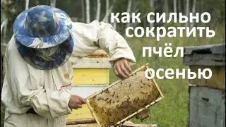 #Bees