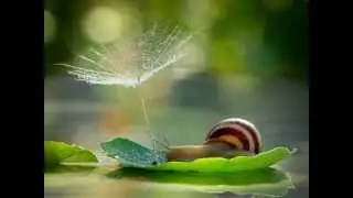 Beautiful Nature