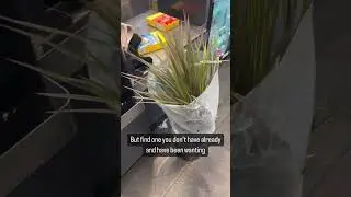Let’s see what this dragon tree hittin fo’ 🤗🪴 #houseplants #plants #lidlfinds