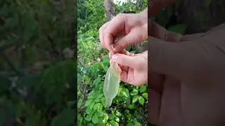 Survival bushcraft skills 🔥✅ 