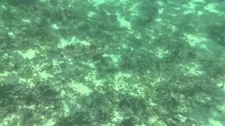 Sony Xperia Z Underwater Camera Test