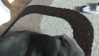 Котик повзрослел