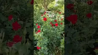 Узбекские цветы