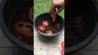 Grow your vegetable garden at home ! 