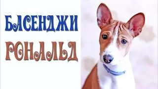 БАСЕНДЖИ РОНАЛЬД.