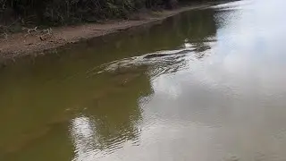 Jacaré Açu do Amazonas! Crocodilo gigante do Rio Xeriuini Roraima
