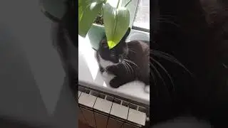 черный кот загорает на солнце