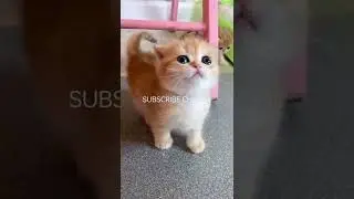 So cute meow 😍