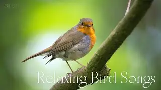 Relaxing Bird Songs for Stress Relief and Meditation - Soothing Sounds