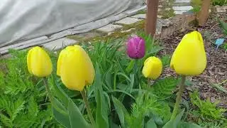 КАК ПЕРЕЗИМОВАЛИ РОЗЫ В ГОРШКАХ!