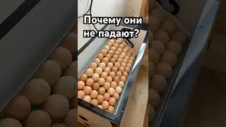 INCUBATION. EGG SETTING.