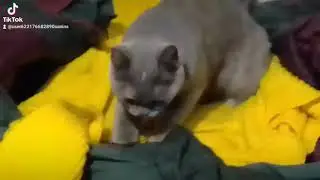 Живу как бомж,с этими упырями.