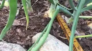 2020.07.05 Vegetable Garden Update, Alisa Craig Onions Are Happening