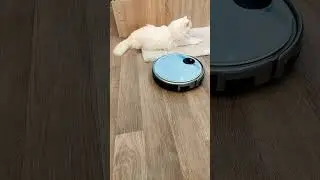 Кот Мартин обиделся на робота пылесоса.