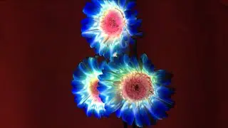 Flower Metamorphoses - Projection Mapping installation