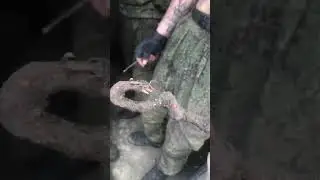 #shorts скорпион
