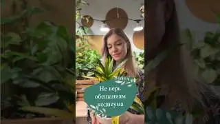 Нет, не кротон🗿#комнатныерастения #юмор #залетит