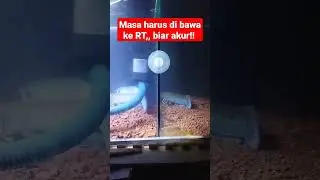 pair channa masih tutup buka skat gaesss