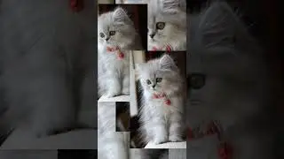 #пушистики#котики#красивые#топ#лайк#