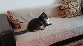 Кот с котом 😁😁😺Тима решил Осю помыть))