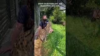 Learn why servals are #NotAPet