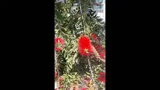Callistemon (fırça çiçeği çalısı)