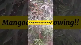 My mango tree is fruiting! #youtubeshorts #youtubechamps #juice #mangotree #mangojuice