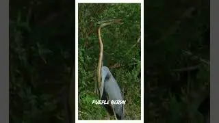 Purple heron 