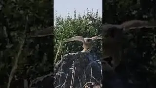 Kestrel