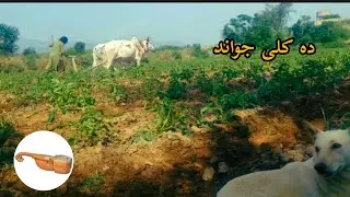 Khapl Watan Ao Khapal Akhtar|| 2025 New Pashto song |دہ پشتو نیوا سندر ره|2025