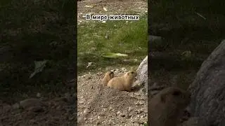 В мире животных - 