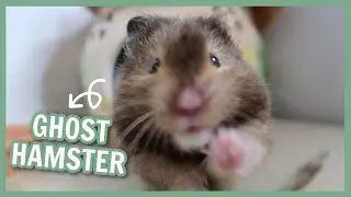 What is a Ghost Hamster?