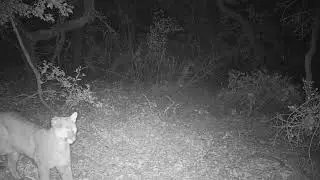 Mountain Lion Staredown O'Neill Regional Park!