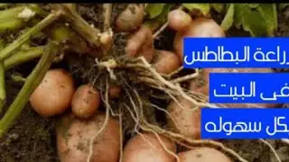 زرعت البطاطس بااسهل طريقه🙈