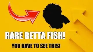 🔥🐠 This Betta's Color is UNREAL! (Rare Find!) #bettafish