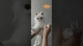 Игрушка ручной работы в смешанной технике. Persian cat. Вк.Hagger toy's