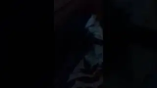 рой в скворечнике