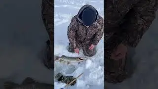 Щука 3,5 кг!!!#рыбалка#зимняяловлярыбы#щука#жерлицы