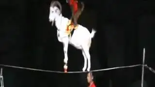 Козел на канате