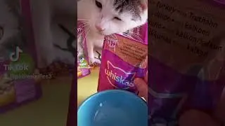 😺 Test avec @kjero.dach 😺Whiskas +11Mégapack Sélection de volaille en gelée 48x85g 