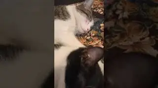 МУРЛЫКАНЬЕ КОШЕК СПИТ