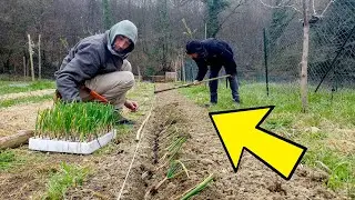 COME PIANTARE LE CIPOLLE NELL'ORTO | IL METODO DI CARLO