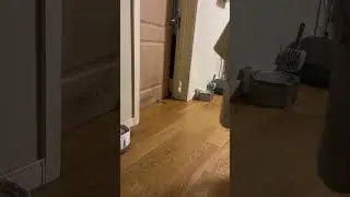 Strange Feeling At HOME Explained 😱 | Wholesome Animals