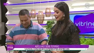 ABELHAS SEM FERRÃO