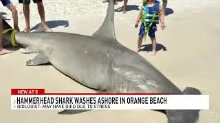 Findings released after 14-foot shark pregnant with 40 pups washes up on Orange Beach - NBC 15 WPMI