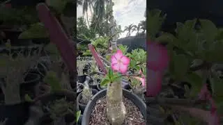 Сортовые семена АДЕНИУМОВ от Питомника Орешка и GreenTara