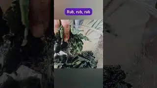How To Make Kale Chips Without Oil ? Kale Chips Recipes 