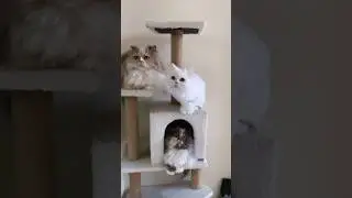Miya, Masha, Maya 🫶🏻