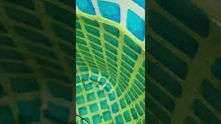 29 мая 2024 личинка карпа Кои поплыла